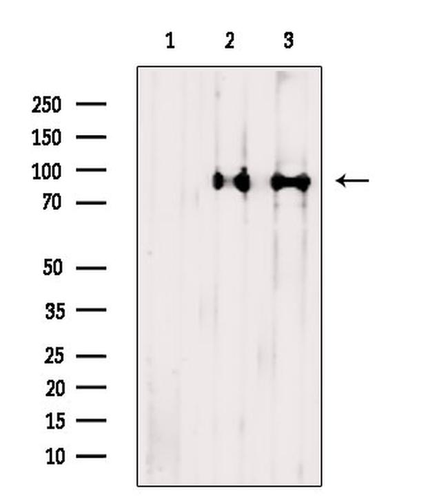 ACAP2 Antibody in Western Blot (WB)