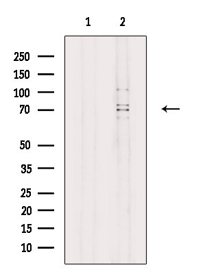 ACSL3 Antibody in Western Blot (WB)