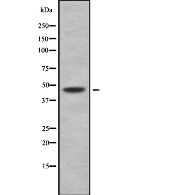 Actin Antibody in Western Blot (WB)