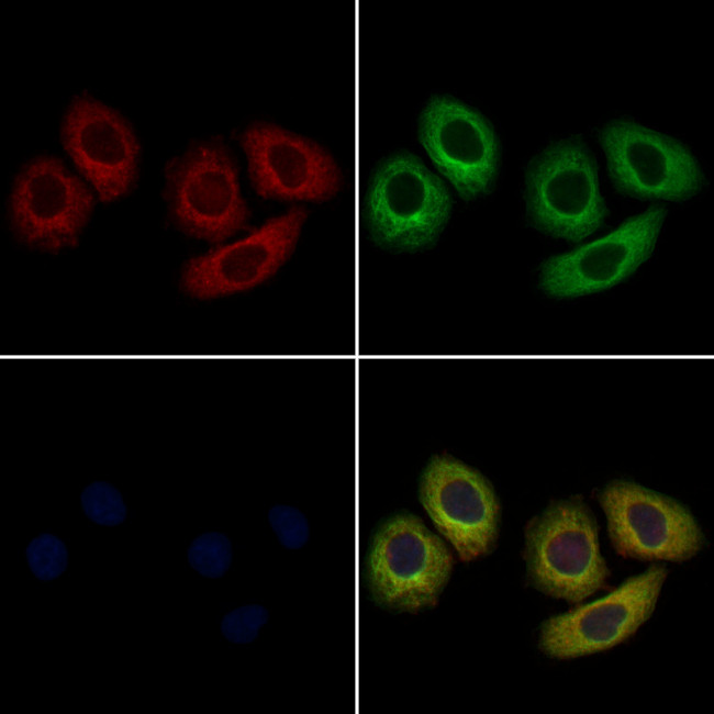 ACVR2A Antibody in Immunocytochemistry (ICC/IF)