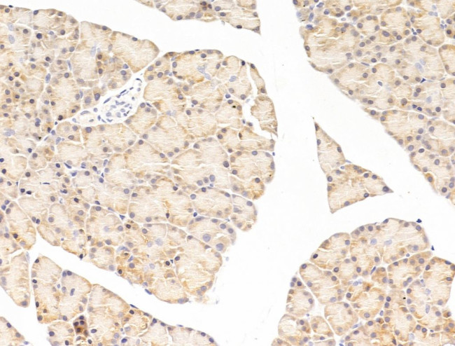 EEF1E1 Antibody in Immunohistochemistry (Paraffin) (IHC (P))