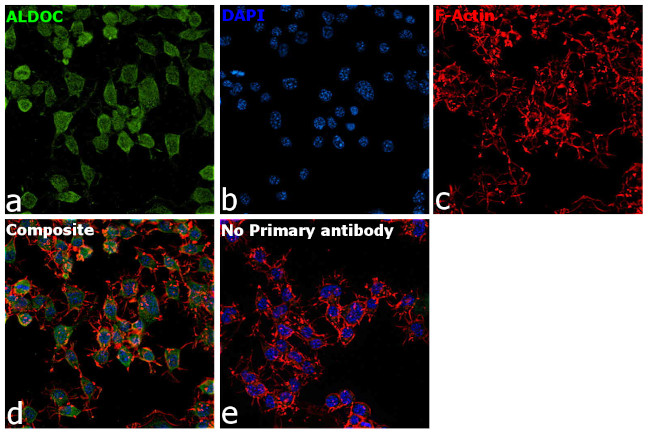 Aldolase C Antibody in Immunocytochemistry (ICC/IF)