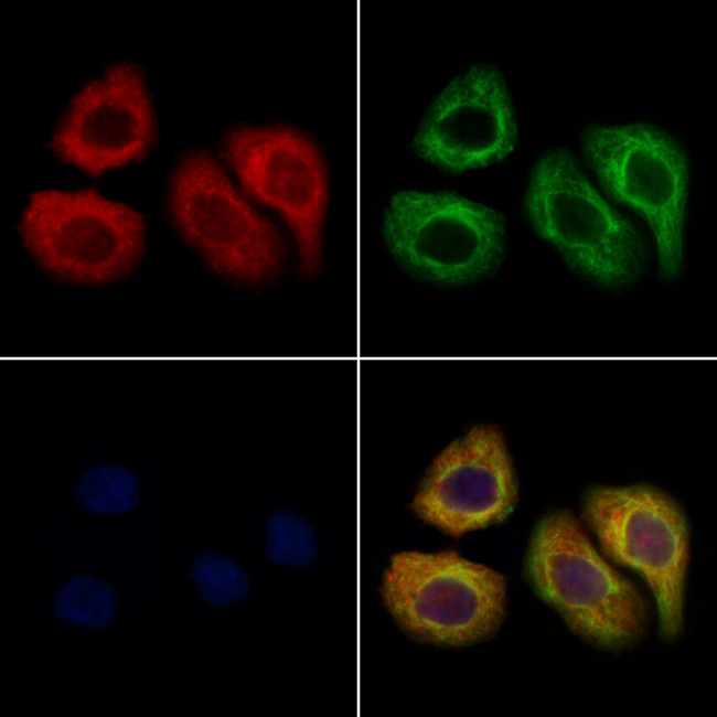 AMD1 Antibody in Immunocytochemistry (ICC/IF)