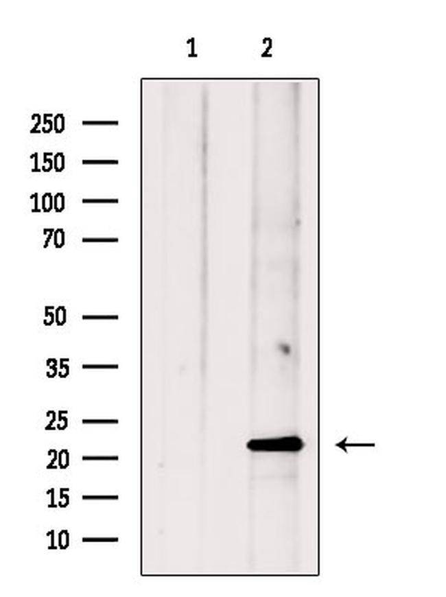 AMELX Antibody in Western Blot (WB)