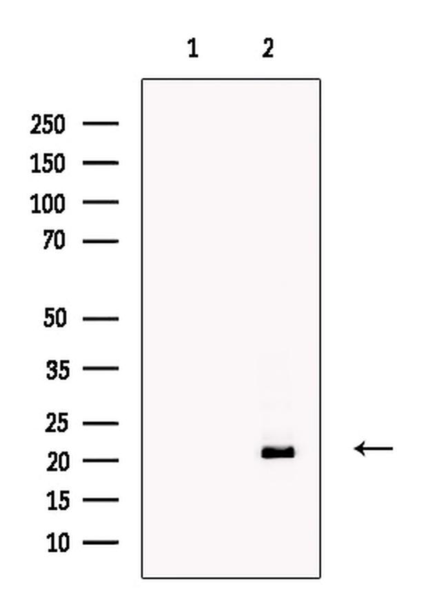 AMELX Antibody in Western Blot (WB)