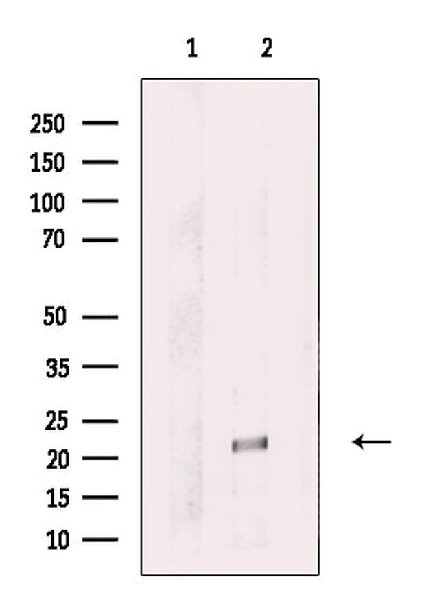 Aes Antibody in Western Blot (WB)