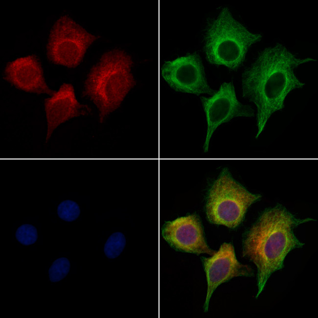 Apelin Antibody in Immunocytochemistry (ICC/IF)