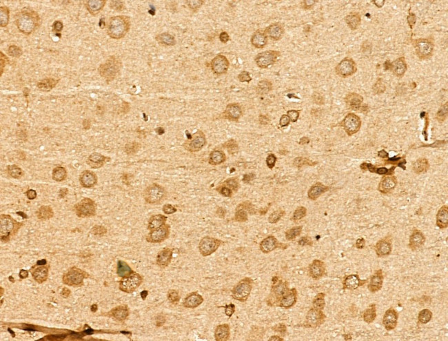 Apelin Antibody in Immunohistochemistry (Paraffin) (IHC (P))