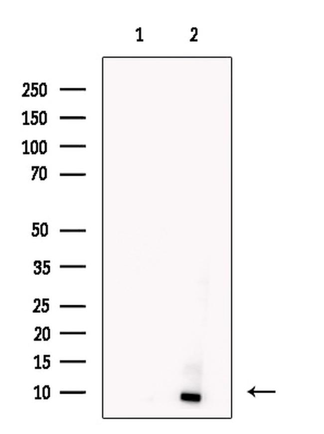 Apelin Antibody in Western Blot (WB)