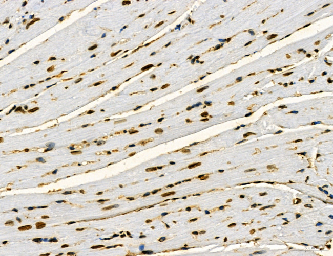 APPL1 Antibody in Immunohistochemistry (Paraffin) (IHC (P))