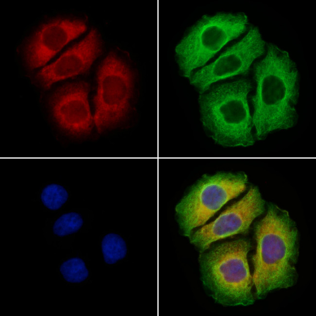 Arg3.1 Antibody in Immunocytochemistry (ICC/IF)