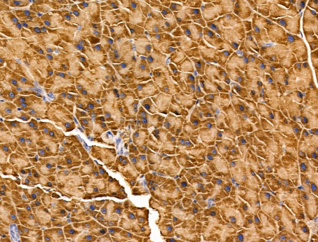 Arg3.1 Antibody in Immunohistochemistry (Paraffin) (IHC (P))