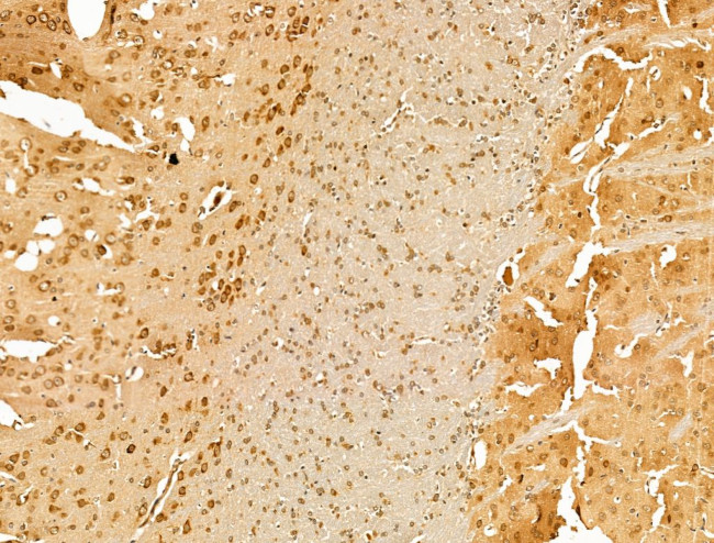 Arg3.1 Antibody in Immunohistochemistry (Paraffin) (IHC (P))