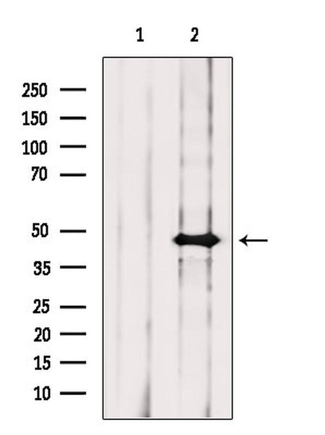 Arg3.1 Antibody in Western Blot (WB)