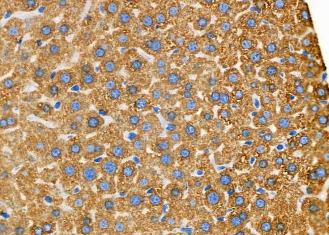 ATXN7L1 Antibody in Immunohistochemistry (Paraffin) (IHC (P))