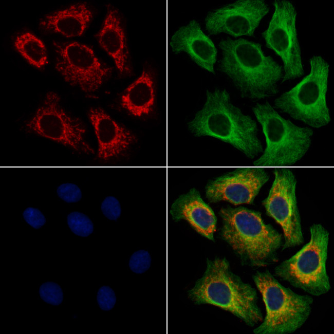 B7-H6 Antibody in Immunocytochemistry (ICC/IF)