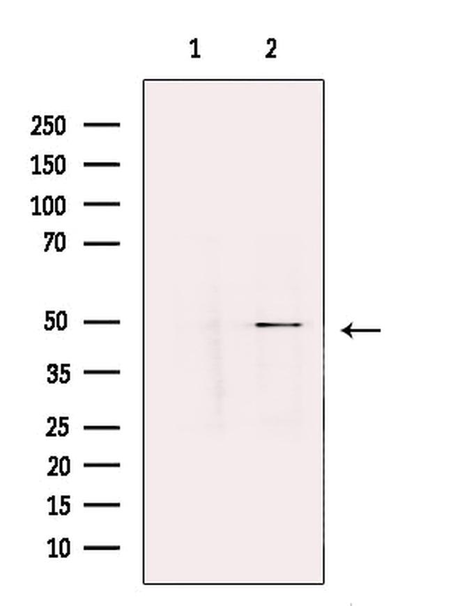 B7-H6 Antibody in Western Blot (WB)