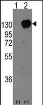 M-cadherin Antibody in Western Blot (WB)