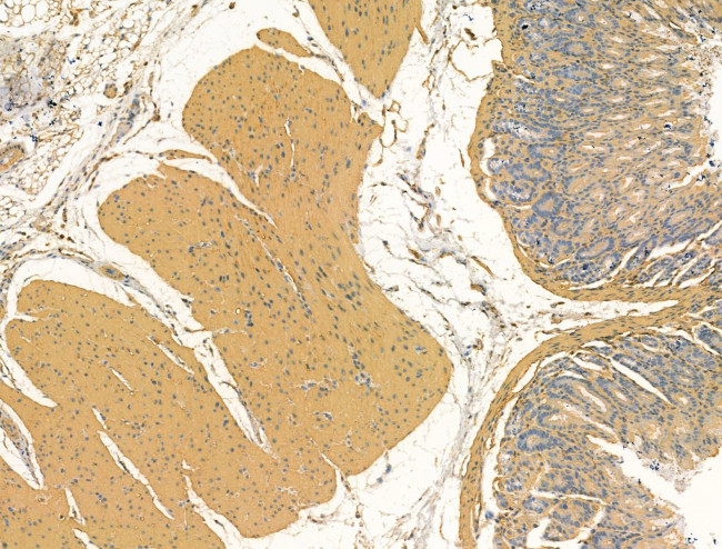 Bestrophin 2 Antibody in Immunohistochemistry (Paraffin) (IHC (P))