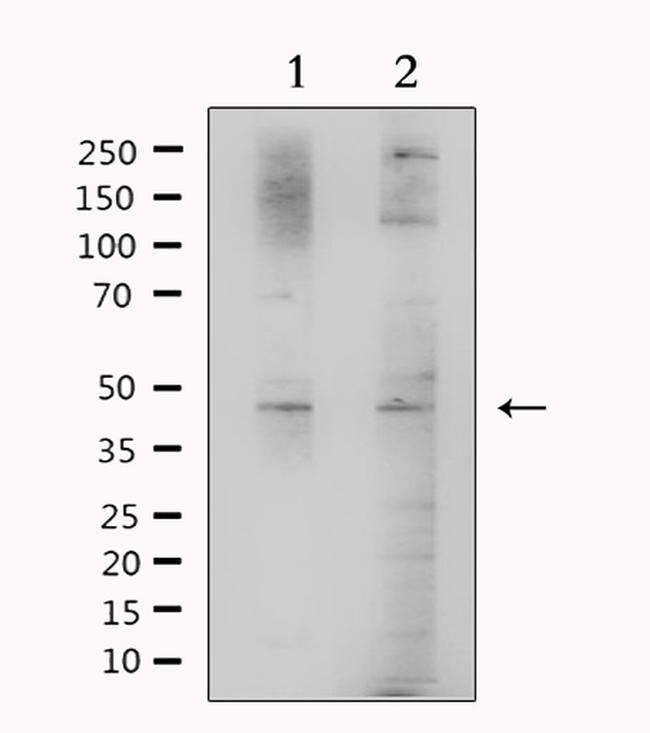 BHMT Antibody in Western Blot (WB)