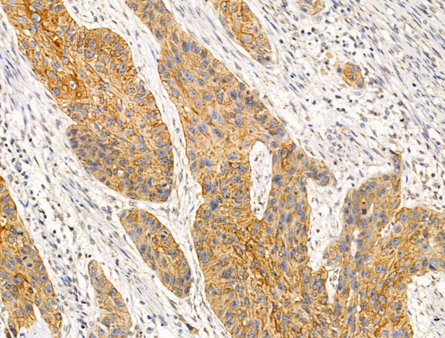 BRUCE Antibody in Immunohistochemistry (Paraffin) (IHC (P))