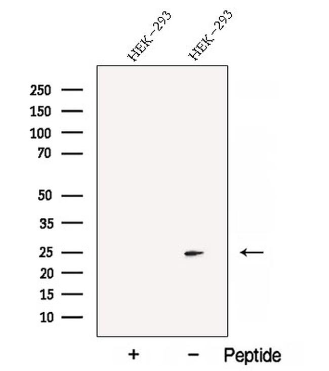 BMF Antibody in Western Blot (WB)