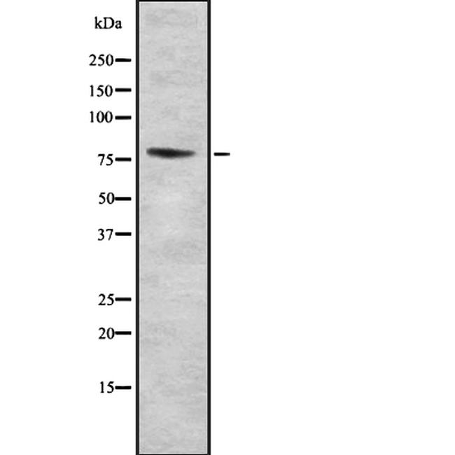 B-Myb Antibody in Western Blot (WB)