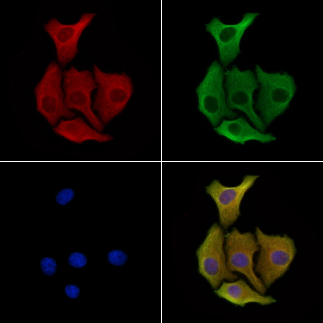 CTRP2 Antibody in Immunocytochemistry (ICC/IF)