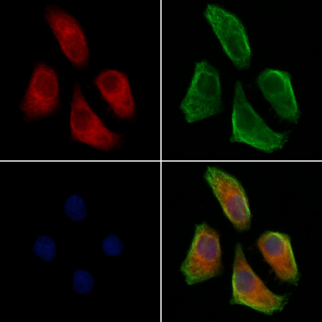 Complement C3 Antibody in Immunocytochemistry (ICC/IF)