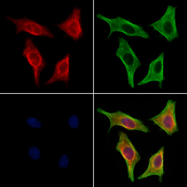 PMCA ATPase Antibody in Immunocytochemistry (ICC/IF)