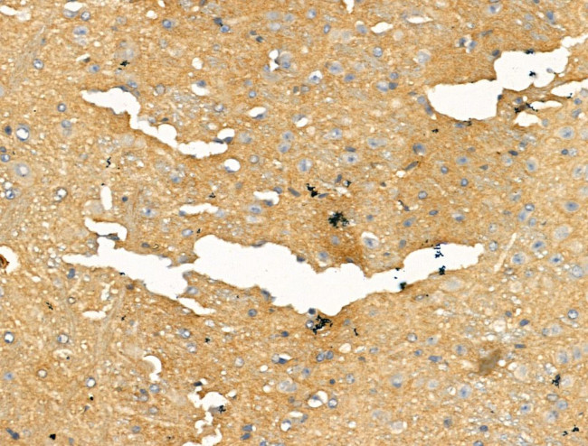 PMCA ATPase Antibody in Immunohistochemistry (Paraffin) (IHC (P))