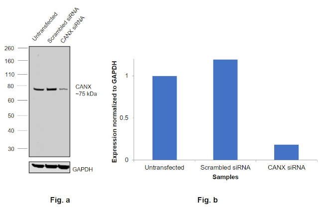 Calnexin Antibody