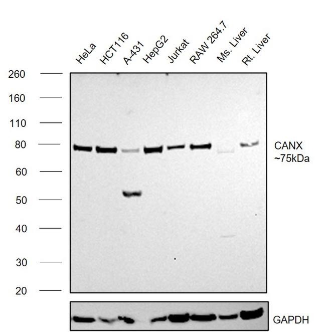 Calnexin Antibody in Western Blot (WB)