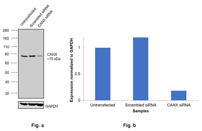 Calnexin Antibody in Western Blot (WB)