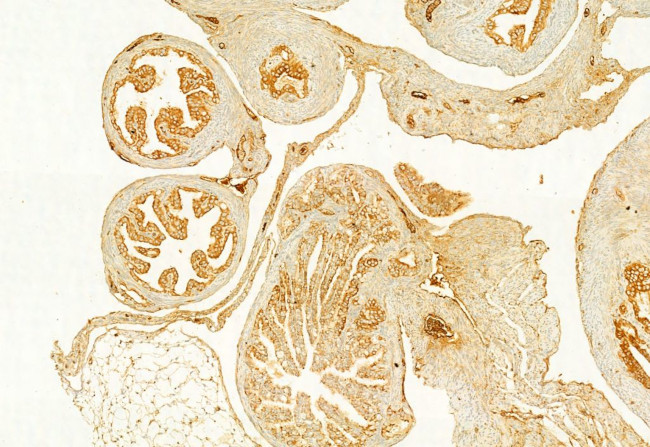 Calnexin Antibody in Immunohistochemistry (Paraffin) (IHC (P))