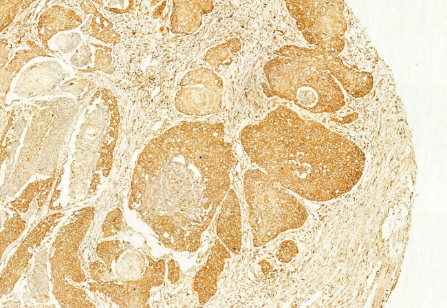 Calnexin Antibody in Immunohistochemistry (Paraffin) (IHC (P))