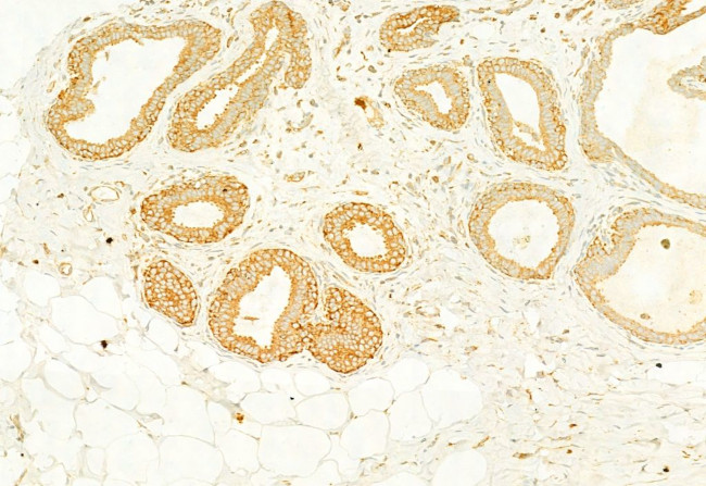 Calnexin Antibody in Immunohistochemistry (Paraffin) (IHC (P))