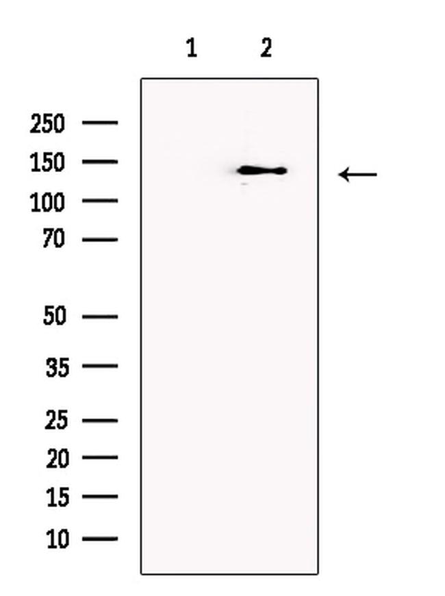 Caspr2 Antibody in Western Blot (WB)