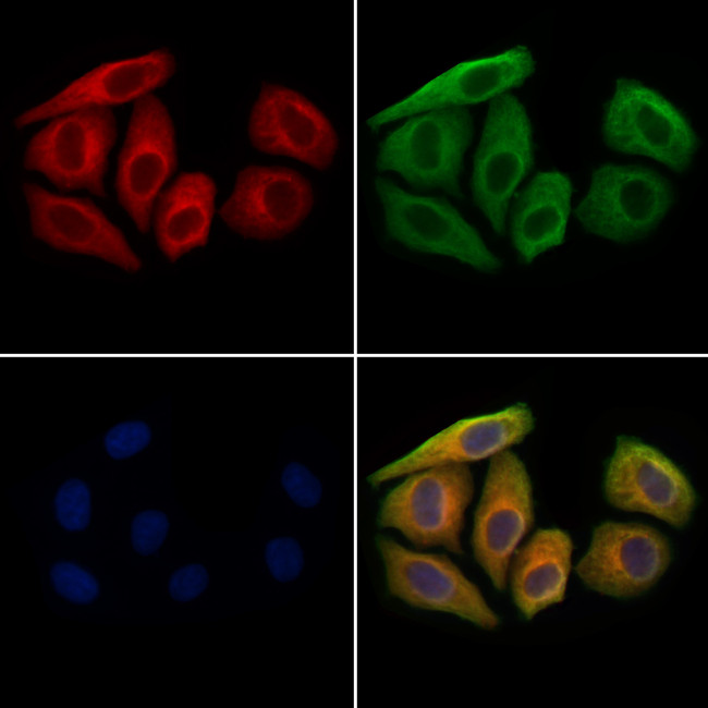 CCL14 Antibody in Immunocytochemistry (ICC/IF)