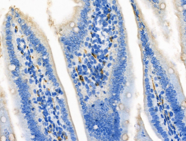 CCL14 Antibody in Immunohistochemistry (Paraffin) (IHC (P))