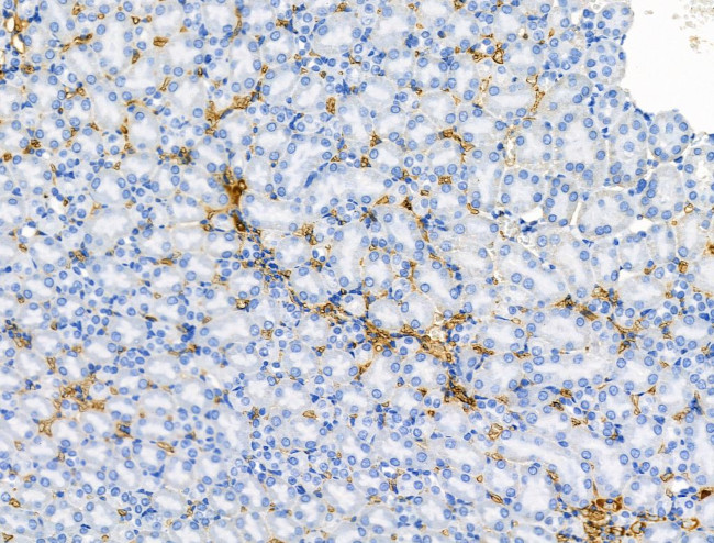 CCL14 Antibody in Immunohistochemistry (Paraffin) (IHC (P))