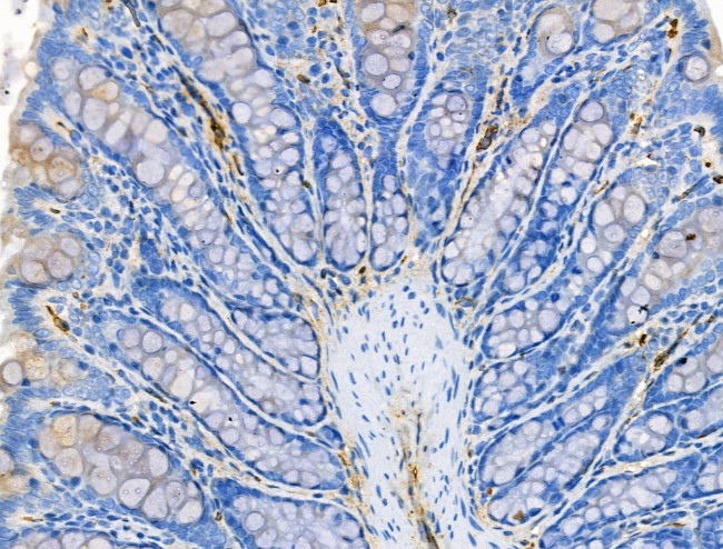 CCL14 Antibody in Immunohistochemistry (Paraffin) (IHC (P))