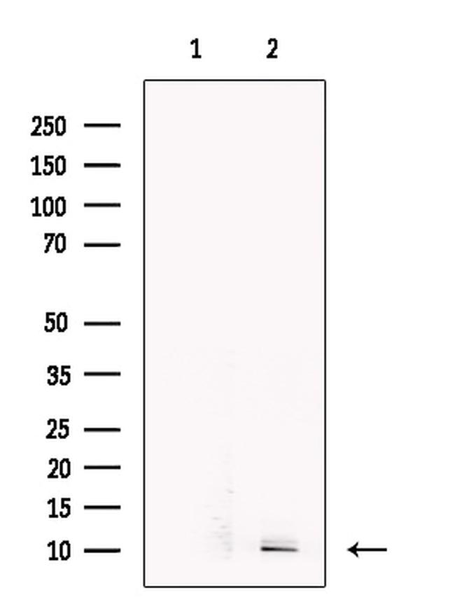 CCL14 Antibody in Western Blot (WB)