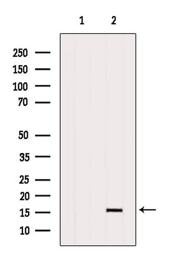 CCL21 Antibody in Western Blot (WB)