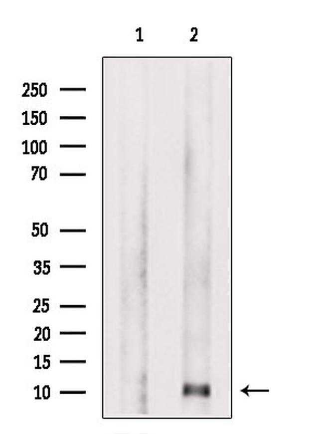 CCL4 Antibody in Western Blot (WB)