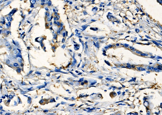 SIX2 Antibody in Immunohistochemistry (Paraffin) (IHC (P))