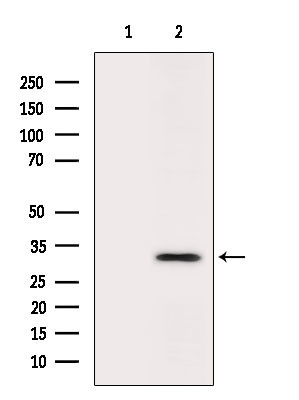 SIX2 Antibody in Western Blot (WB)