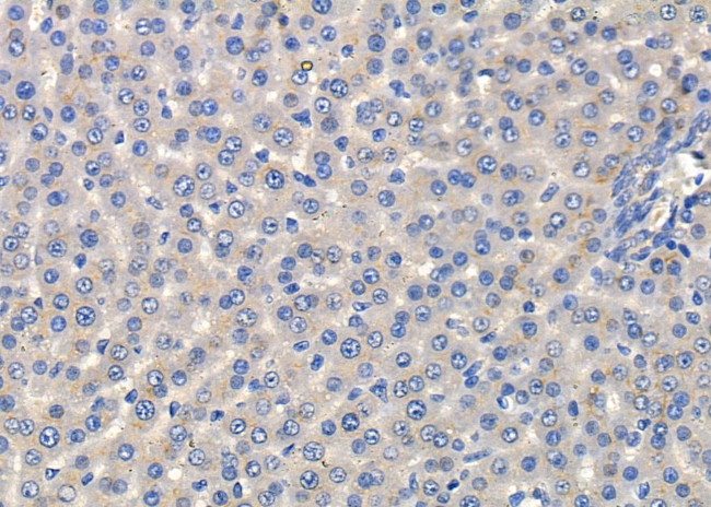 CD203c Antibody in Immunohistochemistry (Paraffin) (IHC (P))