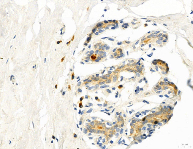 CD44 Antibody in Immunohistochemistry (Paraffin) (IHC (P))