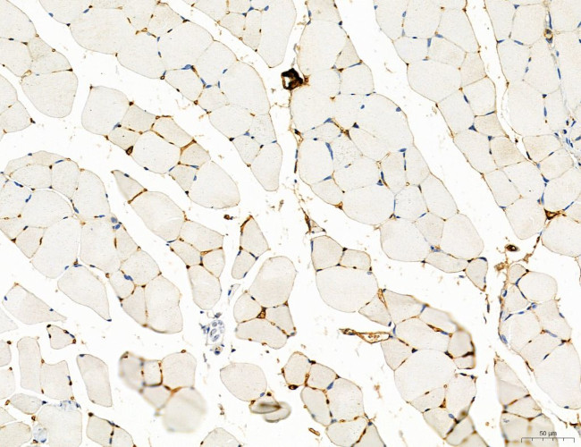 CD44 Antibody in Immunohistochemistry (Paraffin) (IHC (P))